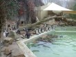 Zoo 2011 (368)